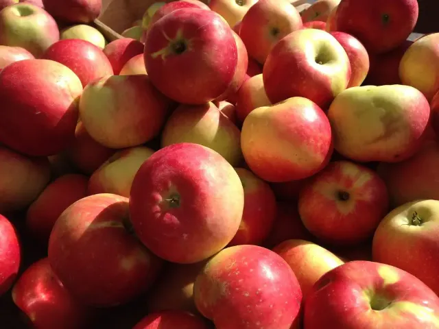 Apple