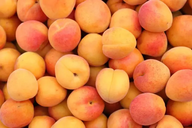 Apricot