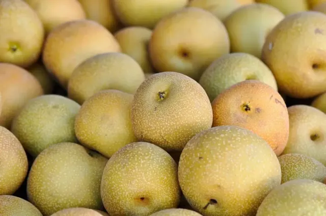 Asian Pear