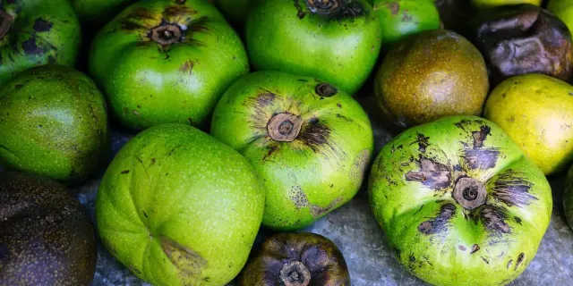 Black Sapote