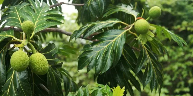 Breadfruit